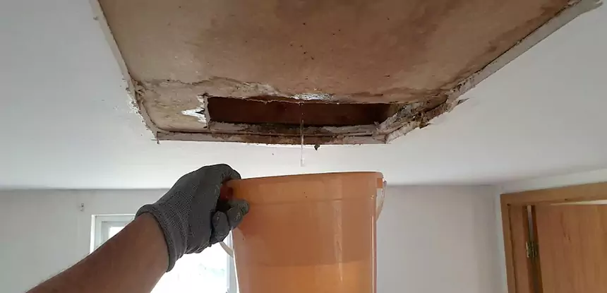 Ceiling Mold Repair Palmetto