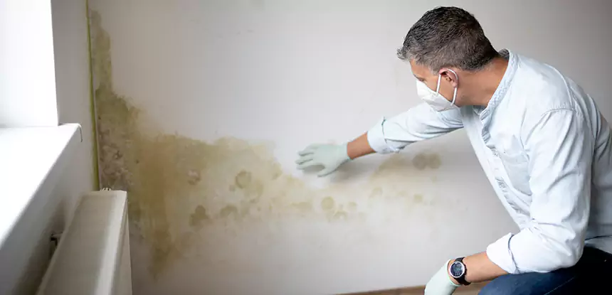 Mold and Water Damage Repair in Palmetto