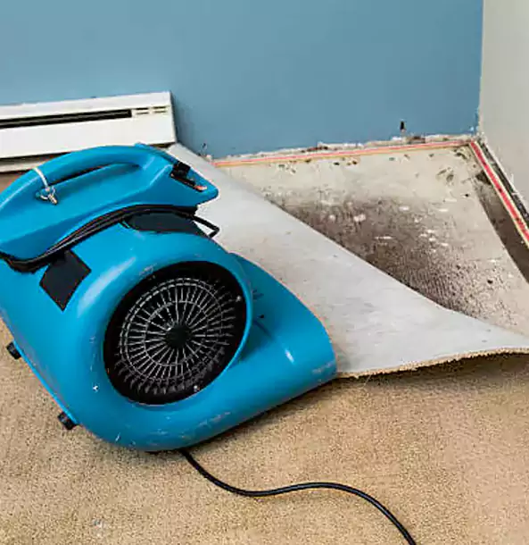 Why Palmetto Trusts Palmetto Restoration Pro for Carpet Flood Recovery?