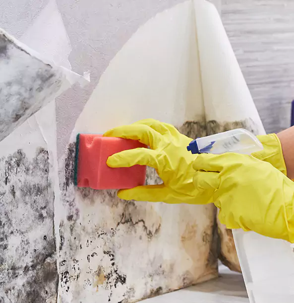 Why Palmetto Trusts Palmetto Restoration Pro for Mold and Water Restoration?